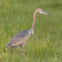 Goliath Heron